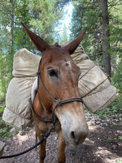 Horseback Trip